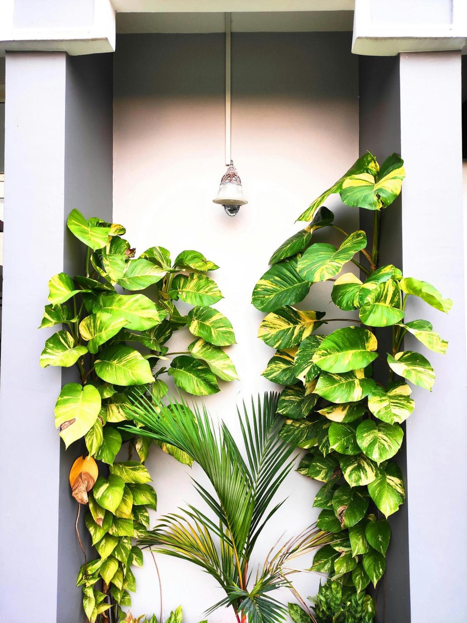 Mango Tree Villa Kochi Exterior photo